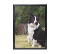 YXDVPALNE Mauvais chien Border Collie,Impressions d'art mural, cadre noir, peinture décorative à suspendre pour la maison, 30 x 40 cm