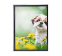 YXDVPALNE Shih Tzu Petits chiens mignons Chiots bouclés Animaux de compagnie Champ,Impressions d'art mural, cadre noir, peinture décorative à suspendre pour la maison, 30 x 40 cm
