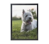 YXDVPALNE Westie Lawn West Highland White Terrier Chiens,Impressions d'art mural, cadre noir, peinture décorative à suspendre pour la maison, 30 x 40 cm