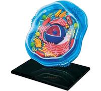 YXHXWKJ Biology Animal Cells Organ Anatomical Model, Animal and Plant Assembly and Medical Lessons Cell Model Teaching