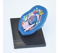 YXHXWKJ Cell Model Anatomy Model，4d Animal Cell Anatomy Model ，BAssembly And Medical Lessons Cell Model Teaching