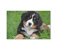 YYHMKBYY 5D Diamond Painting,Bouvier Bernois,Round Drill DIY Forage Complet Diamant Peinture Strass Broderie Point De Croix Arts Artisanat Pour La(40x40cm)-B90