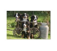 YYHMKBYY Diamond Painting Point De Croix Diamant Broderie,Bouvier Bernois,Motifs Complet DIY 5D Diamant Rond Peinture Strass Mosaïque Décoration(40x50cm)-A15