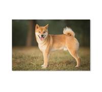 YYHMKBYY Diamond Painting Point De Croix Diamant Broderie,Shiba Inu,Motifs Complet DIY 5D Diamant Rond Peinture Strass Mosaïque Décoration(30x40cm)-A95