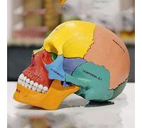 YYSDH 17 Pièces Scientifique Human Anatomie 1: 1 Didactique Modèle Didactic Crânes D'anatomie Bones De Couleur Adulte-Skull PVC pour Une Démonstration Éducative De Base en Anatomie