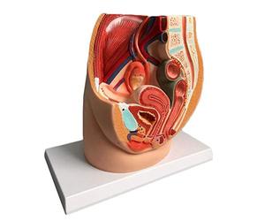 YYSDH Bassin féminin modèle Anatomique, la médiane sagittale prostatite Gynécologique - PVC Scientifique Anatomical modèle Humain pour l'éducation médicale Aide à la Formation