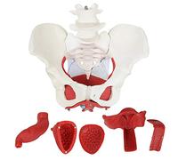 YYSDH Modèle d'anatomie en 6 Parties du Bassin féminin, des Muscles du Plancher pelvien et des Organes reproducteurs Les