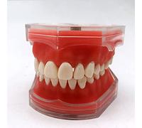 YYZYL Modèle Dentaire de Démonstration Pédagogique Gencives Molles Vomplet Exercices d'apprentissage Extraction Dentaire Démontage Complet Modèle de Dent pour Cliniques Écoles Dentaires