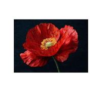 ZAMAEIU Affiche Décorative Murale Feuilles Vertes Coquelicots à un pétale pour Chambre à Coucher Décoration de Salon(Rouge)-20x30cm Sans cadre