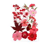 Zambuph Ensemble de fleurs séchées faisant de la vraie fleur décalcomanie matériaux artisanaux pressé spécimen étiquette artisanat collier carte postale coquille