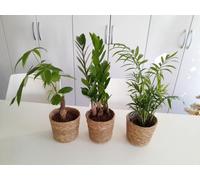 Zamio, Pachira & Palmier de montagne Set d'env. 40 cm dans un pot en osier - Plantes d'intérieur faciles d'entretien pour votre maison