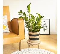 Zamioculcas + cache-pot