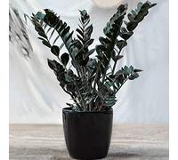 Zamioculcas "Raven" à Feuillage Persistant | Plantes d'intérieur ZZ Noire de 30 à 40 cm en pot
