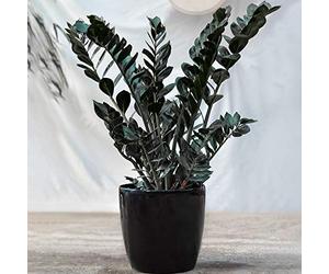 Zamioculcas "Raven" à Feuillage Persistant | Plantes d'intérieur ZZ Noire de 30 à 40 cm en pot