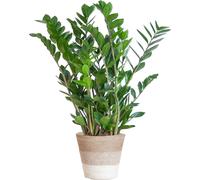 Zamioculcas Zamiifolia - Plume de la chance - Plante d'intérieur ↕80cm - Ø21cm + panier Lisbonne Blanc
