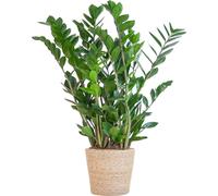Zamioculcas Zamiifolia - Plume de la chance - Plante d'intérieur ↕80cm - Ø21cm + panier Sofia nature