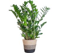 Zamioculcas Zamiifolia - Plume de la chance - Plante d'intérieur ↕80cm - Ø21cm + pot Viber Noir