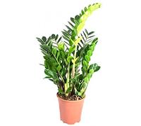 Zamioculcas Zamiifolia Pot de 17 plumes porte-bonheur 50 cm