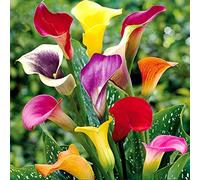 Zantedeschia aethiopica,Bulbi di Calla, bellissimi fiori dall'aspetto elegante, adatti per piante in vaso o fiori recisi