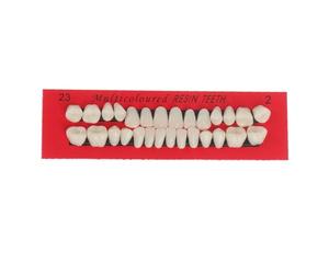Zanthicia 28 pièces/ensemble modèle de dents en résine prothèses dentaires légères fausses dents lisse