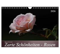 Zarte Schönheiten - Rosen (Wandkalender 2026 DIN A4 quer), CALVENDO Monatskalender: Edle Königinnen der Blumen in ganzer Blütenpracht