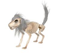 Zasdvn Décoration d'Halloween en forme de squelette de chien - Figurine d'animal hantée - Crâne flexible - Décoration de table avec crinière - Accessoires effrayants pour décoration de jardin