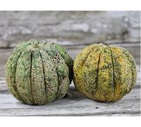Zatta Melon 20 graines dit avoir été Cultivé par Thomas Jefferson en 1774