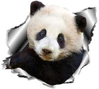 ZCHZCS 3D Panda Autocollant De Voiture Déchiré en Métal Voiture Fenêtre Pare-Chocs Autocollant Réfléchissant Autocollants Animal Voiture Style Décalcomanies 13 Cm X 11.9 Cm