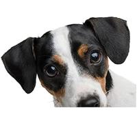 ZCHZCS Autocollants 3D Réalistes pour Voiture, Étiquette Jack Russell Terrier, pour Planche De Surf, Graffiti Fin, Matériau en Vinyle, Décoration Étanche