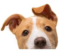 ZCHZCS Autocollants 3D Réalistes pour Voiture, Étiquette Jack Russell Terrier, pour Planche De Surf, Graffiti Fin, Matériau en Vinyle, Décoration Étanche