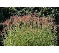 Zebra Herbe, Maiden Herbe Graines - Miscanthus Sinensis