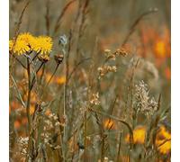 Zeitkratzer - Reinhold Friedl: Scarlatti