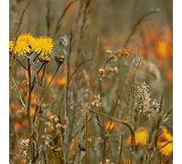 Zeitkratzer - Reinhold Friedl: Scarlatti