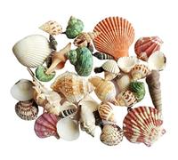 Zeiwohndc Collection de coquillages naturels pesant 100 g conçus pour des décorations élégantes de pièces et une installation d'aquarium coquillages naturels