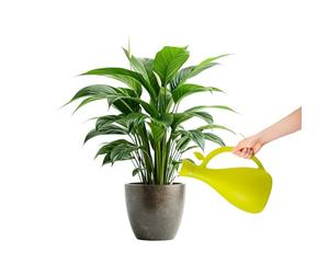 Zendea Arrosoir pour plantes en plastique vert résistant 13,2 x 10,5 cm - Idéal pour prendre soin des plantes et des fleurs dans le jardin, le balcon ou la terrasse - Bec long et fin et capacité 1,6 L