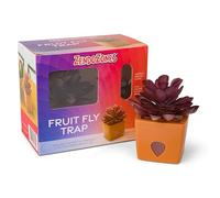 ZendoZones Lot de 6 pièges à mouches à fruits succulents - Design Molly doux avec base en terre cuite - Contrôle des mouches à fruits d'intérieur respectueux de l'environnement - Piège décoratif