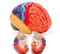 ZENFUN Modèle anatomique de cerveau humain grandeur nature, cerveau divisé à code couleur, 2 parties, modèle de cerveau anatomique précis pour science, salle de classe, étude, enseignement, modèle
