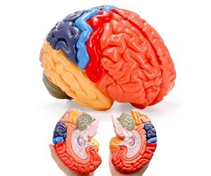 ZENFUN Modèle anatomique de cerveau humain grandeur nature, cerveau divisé à code couleur, 2 parties, modèle de cerveau anatomique précis pour science, salle de classe, étude, enseignement, modèle