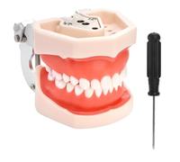 ZENFUN Modèle de dents de démonstration dentaire, modèle dentaire standard avec 28 dents amovibles, mode dentaire d'étude, compatible avec le type Kilgore Nissin 200