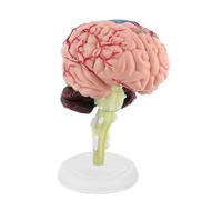 ZenithAur Modèle de Cerveau Humain démonté, anatomiquement précis, idéal pour Les démonstrations en Classe de Sciences et Les études médicales