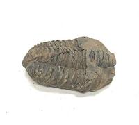 Zentron Crystal Collection Calamene Trilobite Lot de 3 fossiles préhistoriques