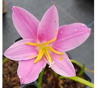 Zephyranthe grandiflora 'Rosea' / Lys zéphyr rose/Conteneur de 1 à 1.9 litres/Vivace bulbeuse