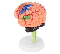 Zerodeko 2 Pièces modèle de cerveau anatomie cerveau humain réaliste modèle anatomique moisissure du cerveau modèle de figure cérébrale modèle PVC
