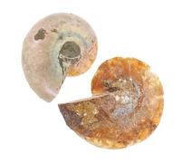 Zerodeko 2 Pièces Spécimen Ammonite Fossilisée Décorative et Outil Pédagogique en Fossile pour Enseignement et Décoration Intérieure, pour Garçon et Filles et Enseignants