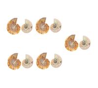 Zerodeko 5 ensembles Spécimen D'Ammonite Ornements Fossilisés Lien Vers Les Spécimens Paléontologie Décorations Science Spécimen 2 pièces * 5