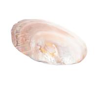 Zerodeko Assiette de Nourriture pour Conques, Décoration en Coquillage Naturel, Beige, Coquille Naturelle, Plat Alimentaire et Ornement Décoratif Couleur Aléatoire