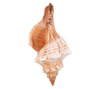 Zerodeko Coquillage sur Le thème de l'océan : Grand Coquillage - Décoration de Maison côtière pour Plantes succulentes, Cactus, Aquarium, fête sur la Plage, Vase de Remplissage