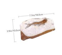 Zerodeko Fossile Poisson Paléontologie Simulation Modèle Décoration Éducative Utilisation Enseignement et Collection