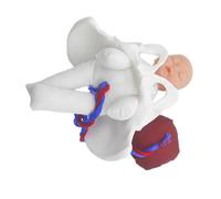 Zerodeko Modèle de Bassin Féminin pour L'Accouchement Fœtus Cordon Ombilical et Placenta Outil Pédagogique Compact pour Sage-Femme et Étudiants en Soins Infirmiers 1 Pièce