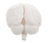 Zerodeko Modèle de Cerveau Anatomique Blanc en Pvc Haute Précision pour Enseignement Médical avec Structure Réaliste et Base D'affichage pour Institutions de Recherche